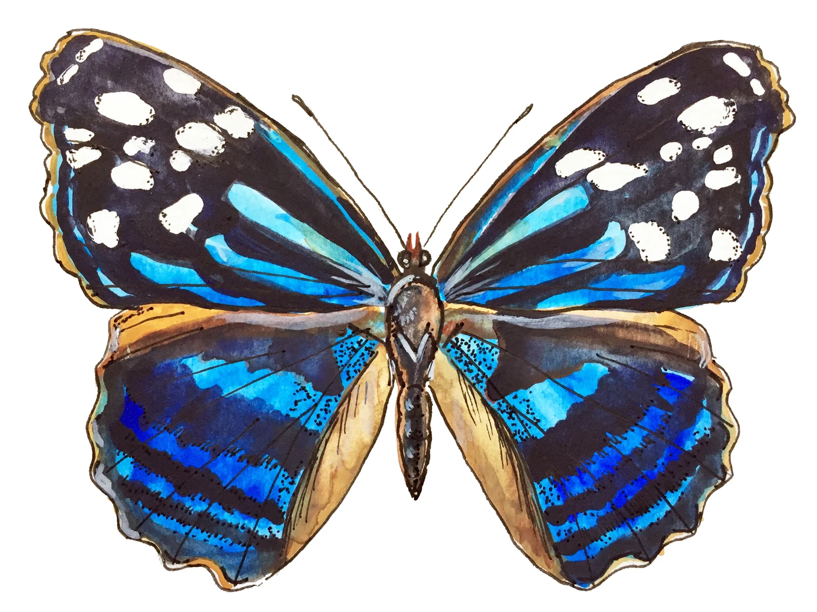 butterfly1.jpg
