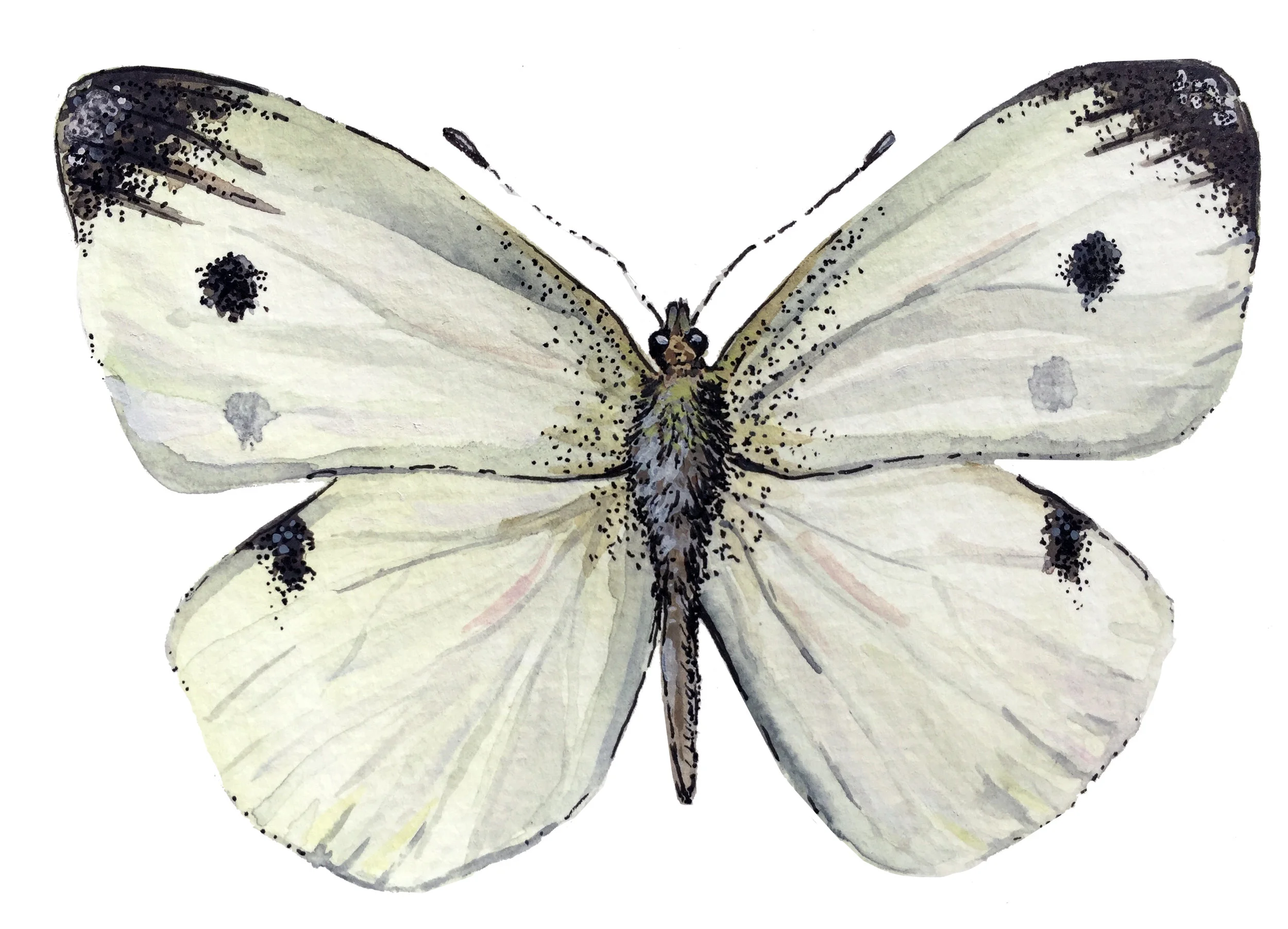butterfly2.jpg