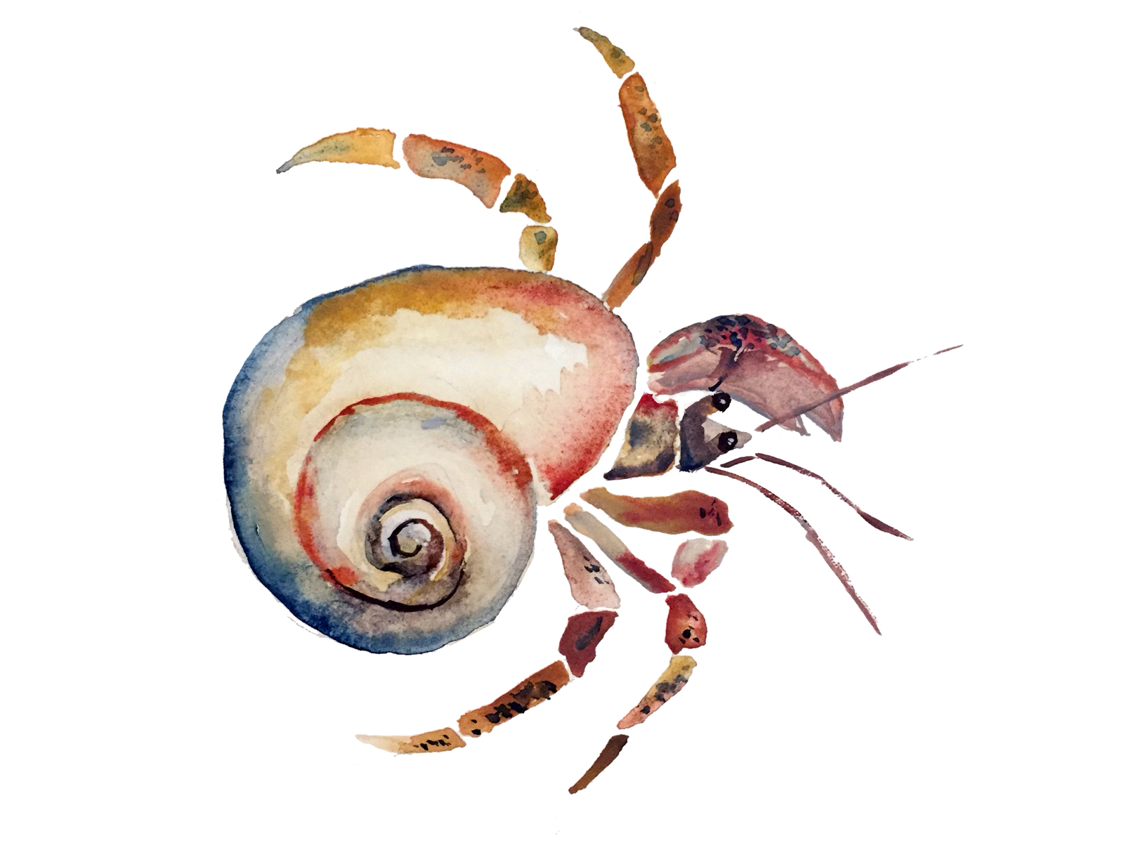 hermitcrab.jpg
