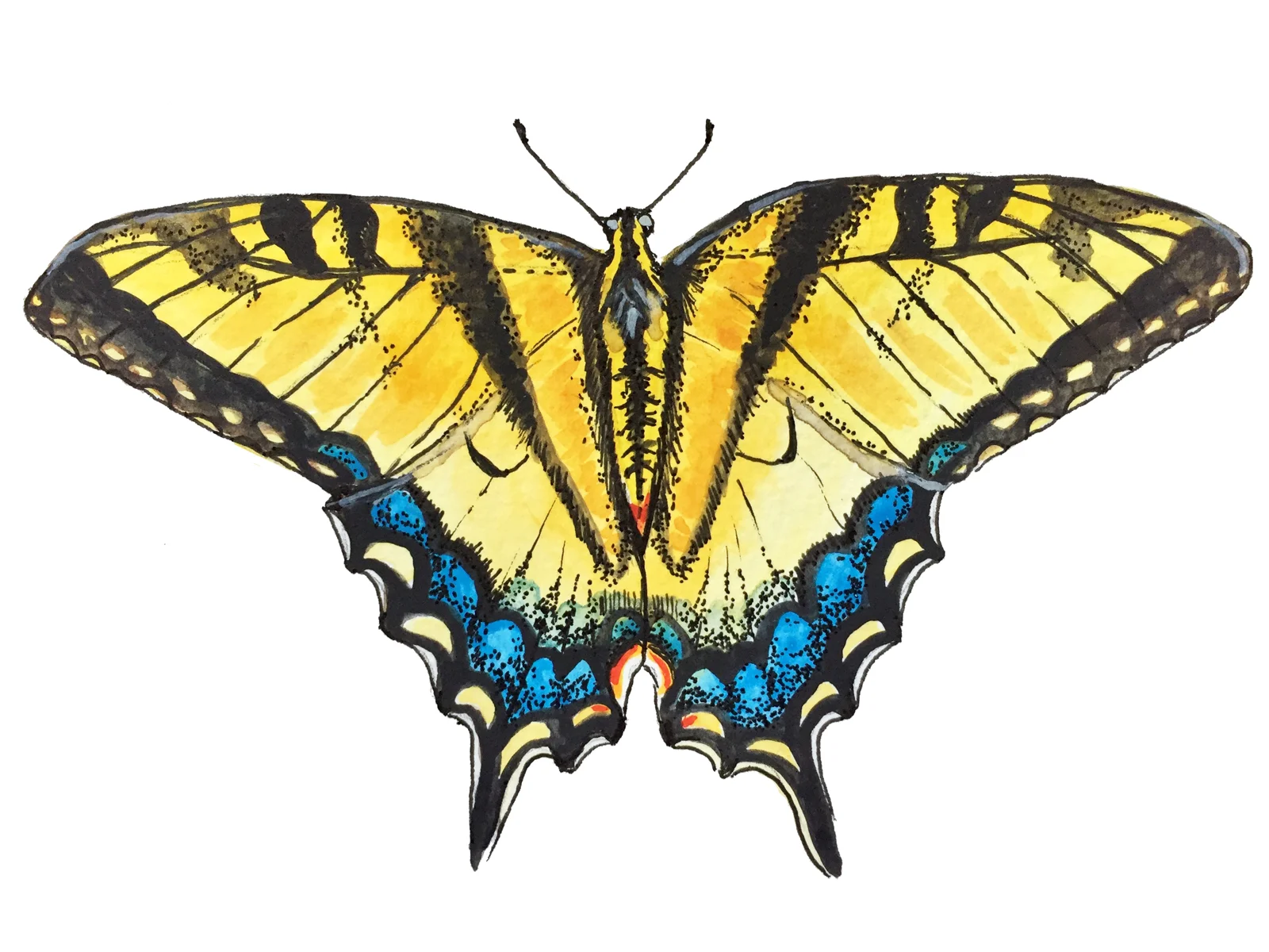 butterfly3.jpg
