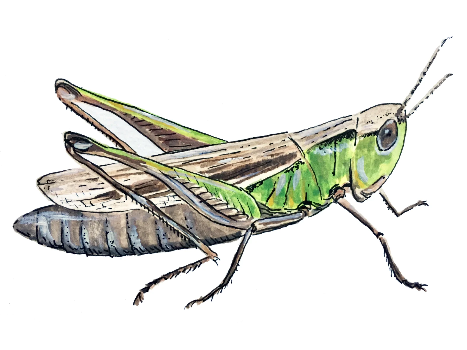 grasshopper.jpg