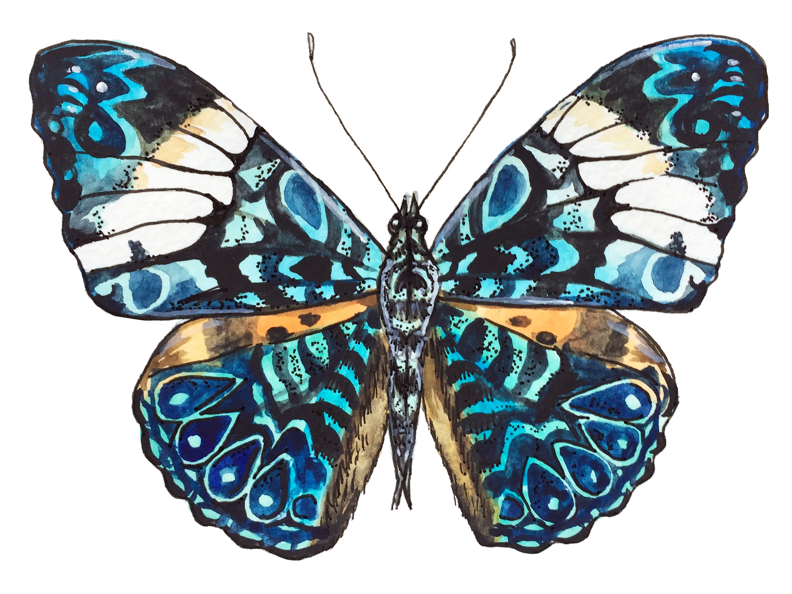butterfly4.jpg