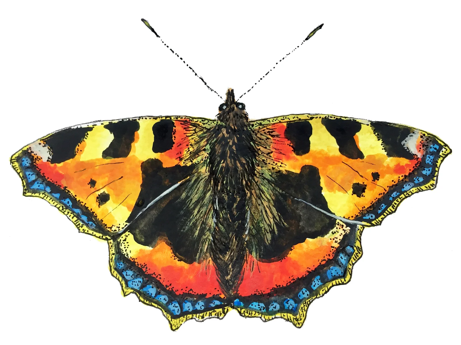 butterfly5.jpg