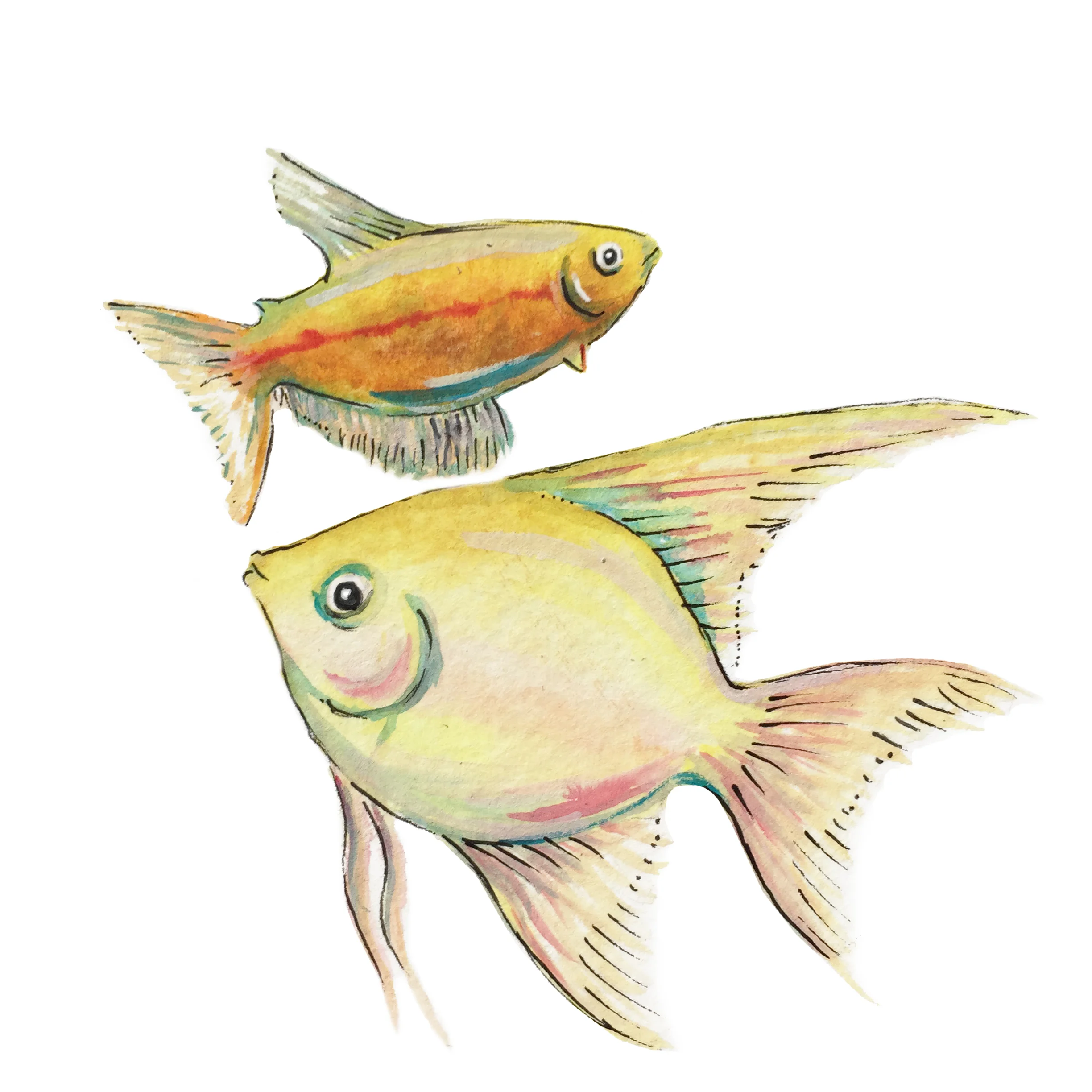 fish.jpg