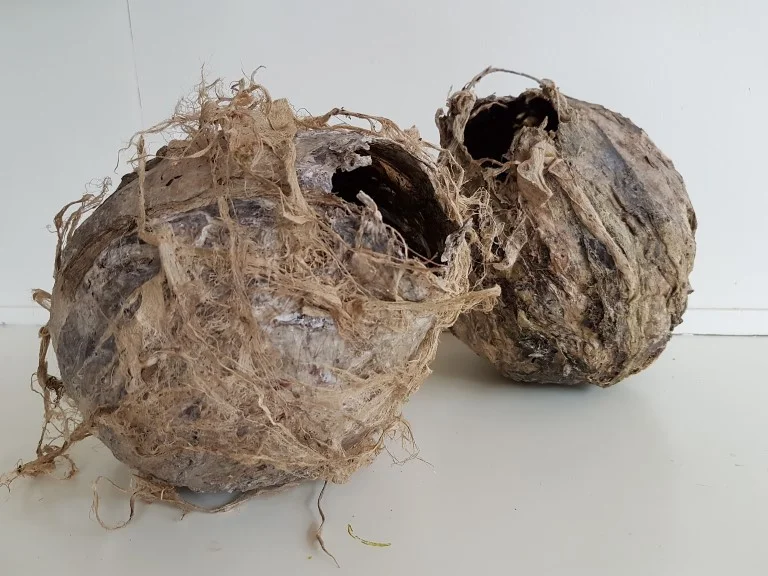 Nestvorm