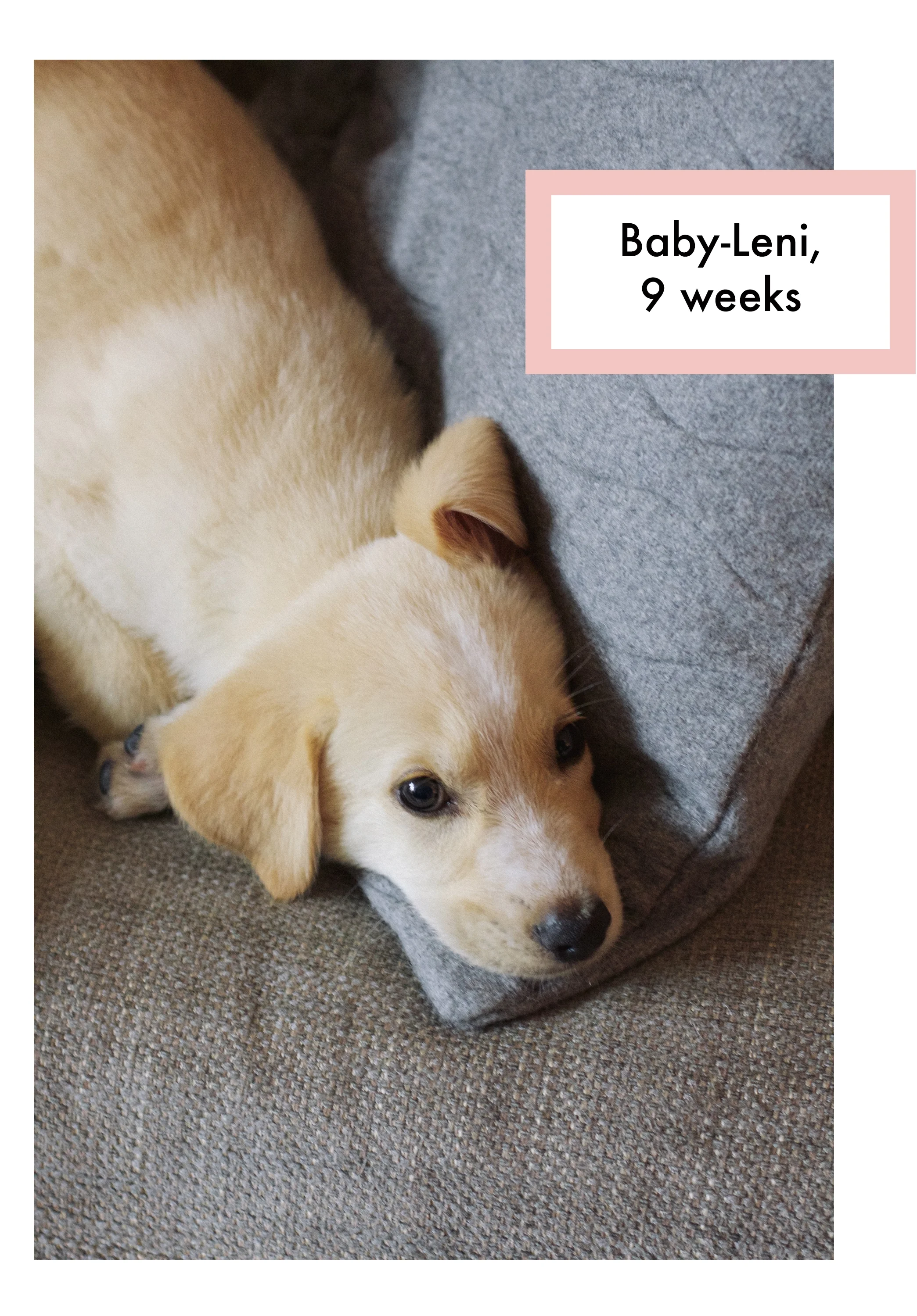 leni 2.jpg