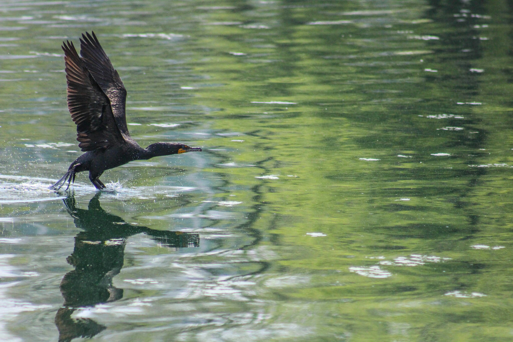 Double-crested cormorant