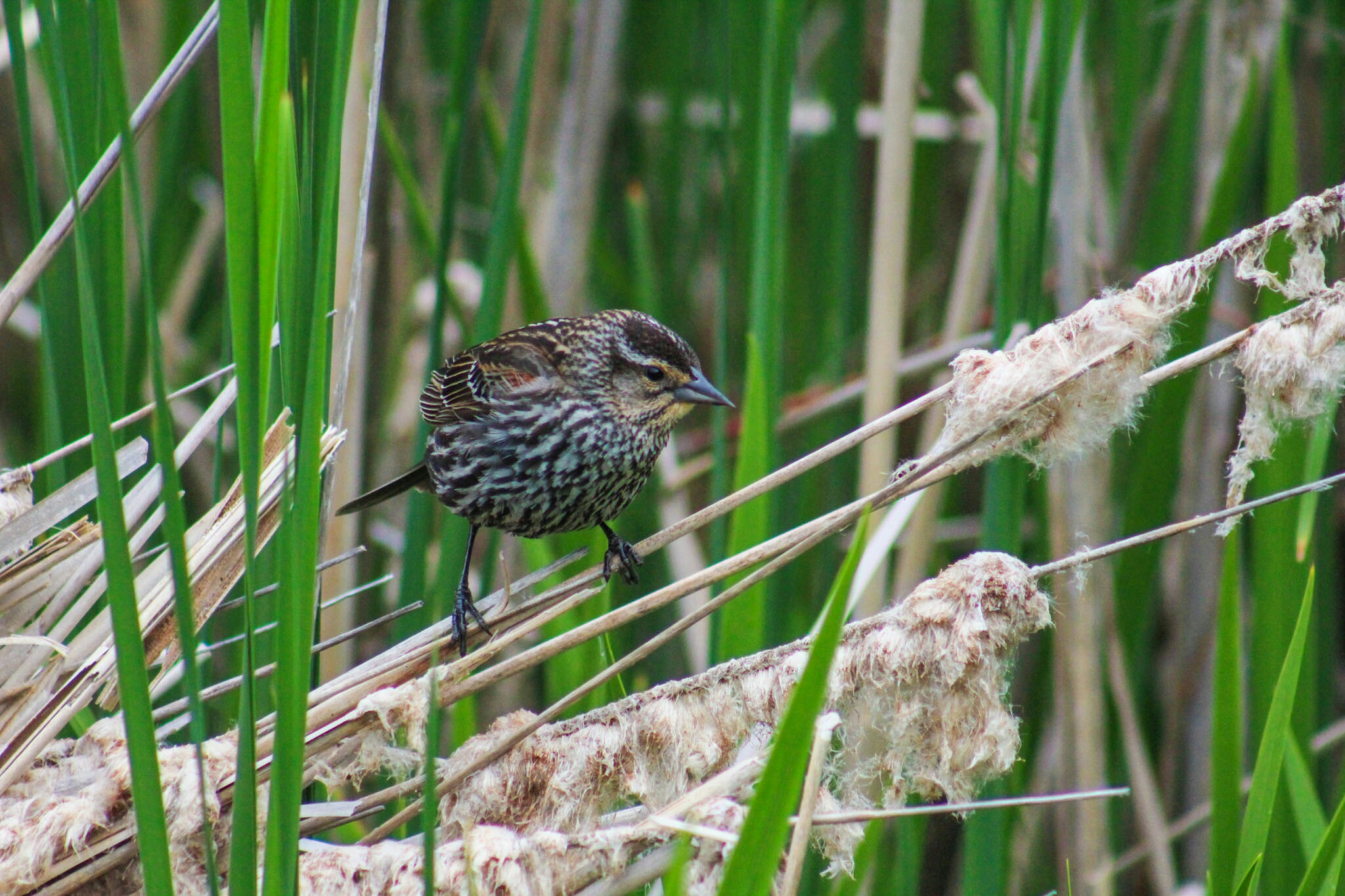 Female red-winged blackbird