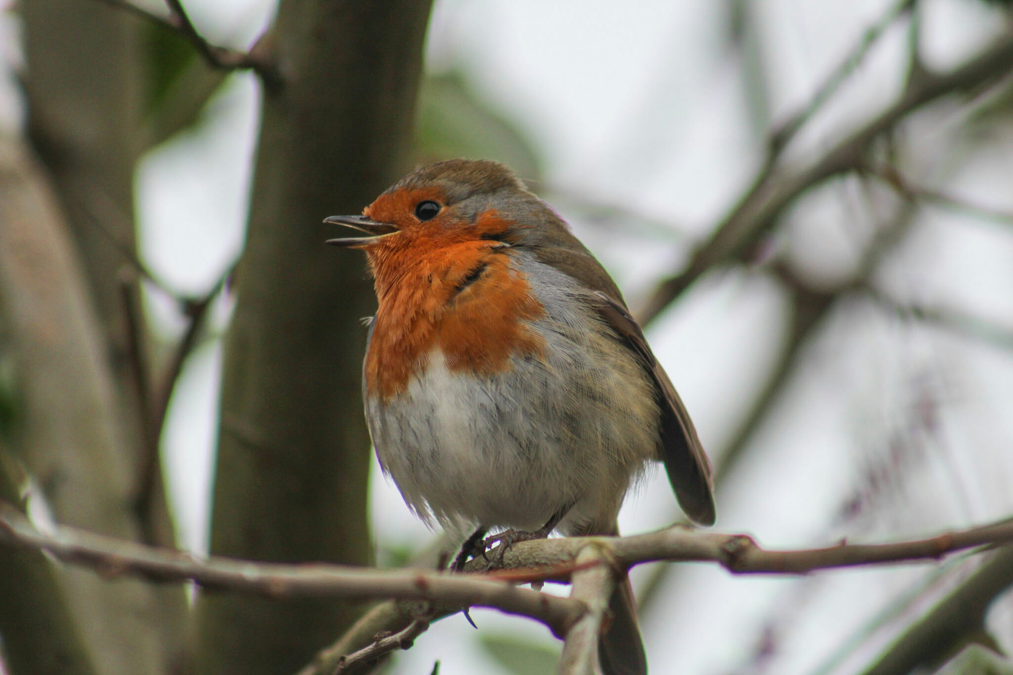 Irish robin