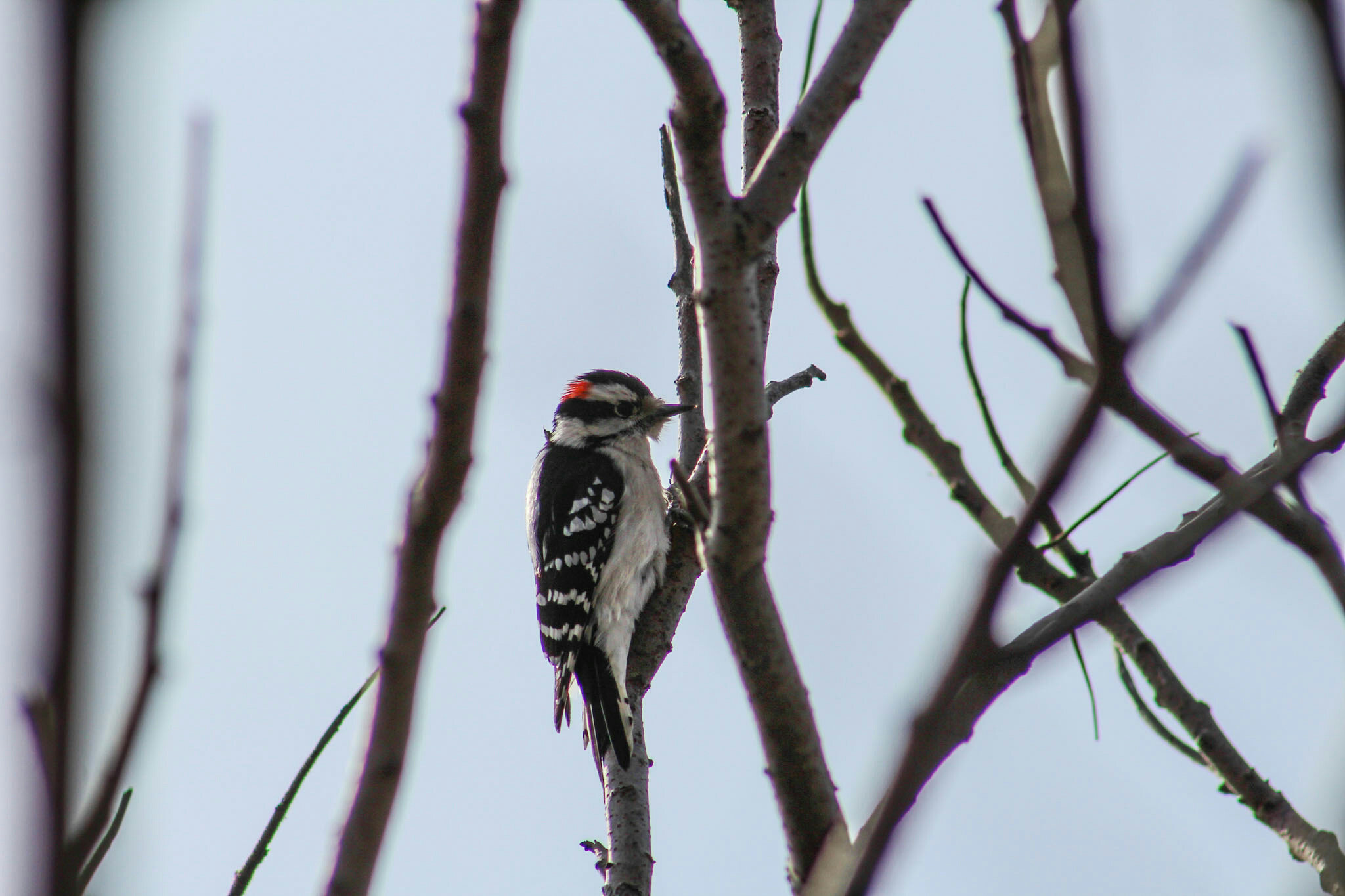 Male downy woodpecker