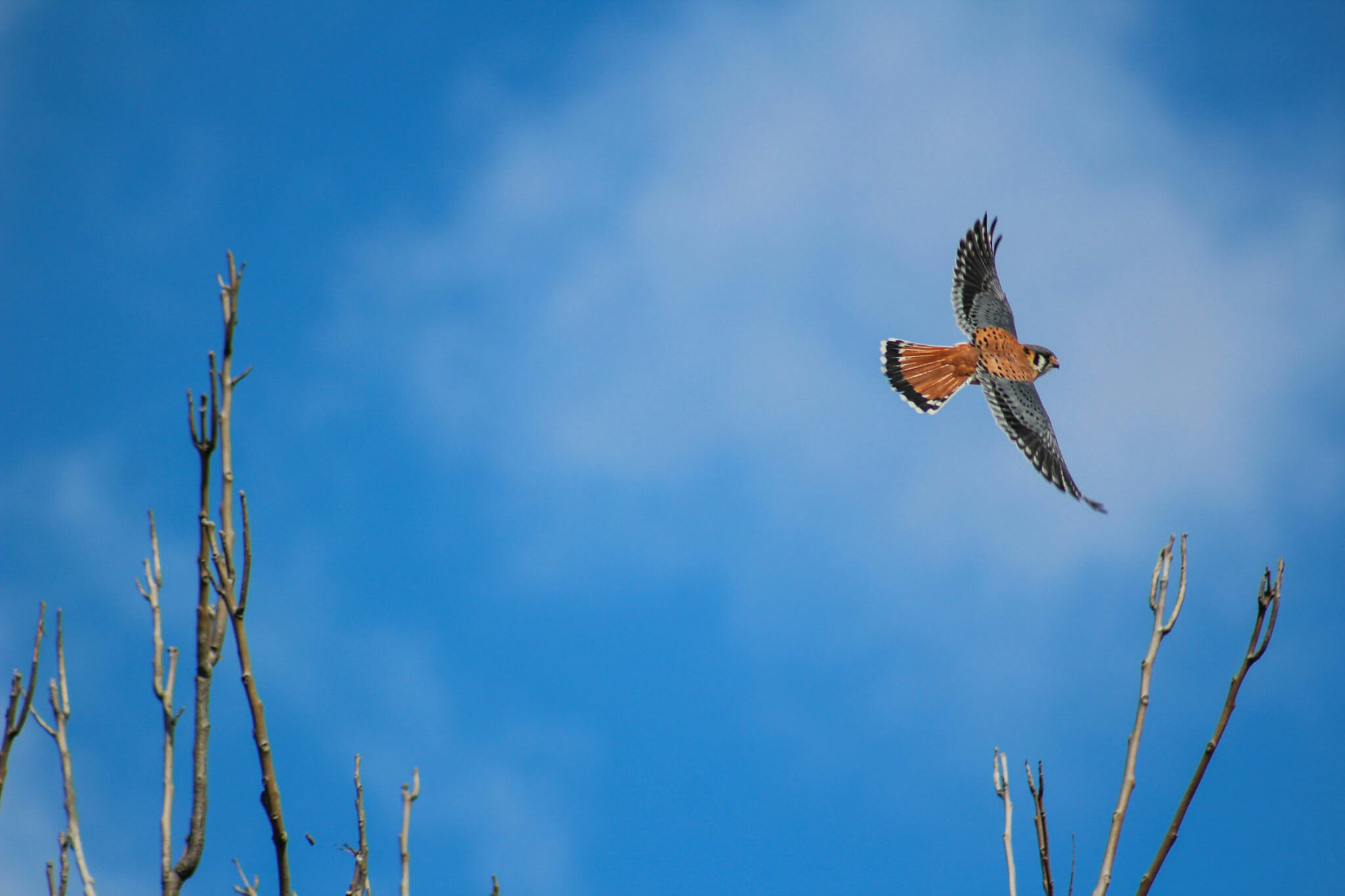 American kestrel in flight