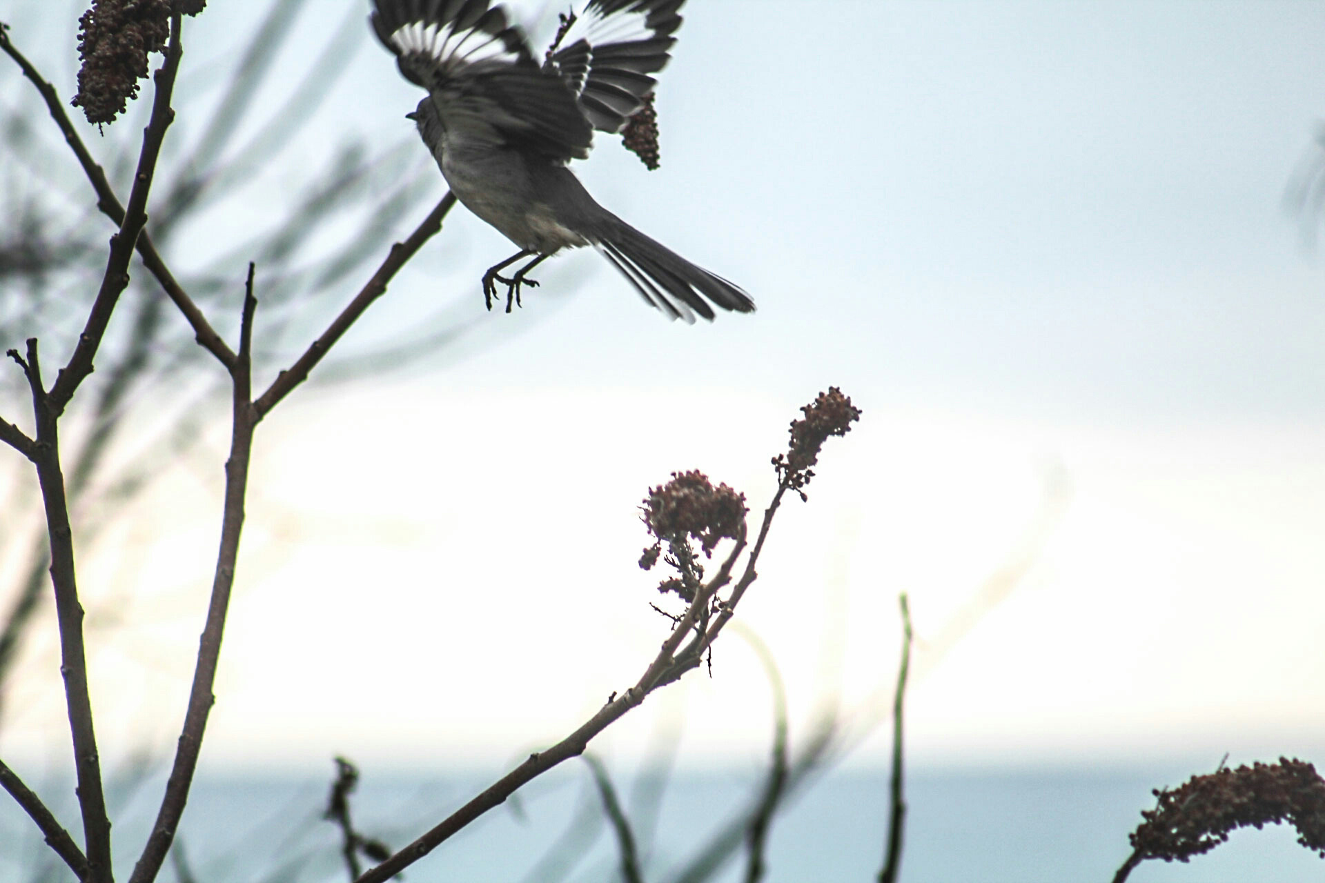 Northern mockingbird in flight