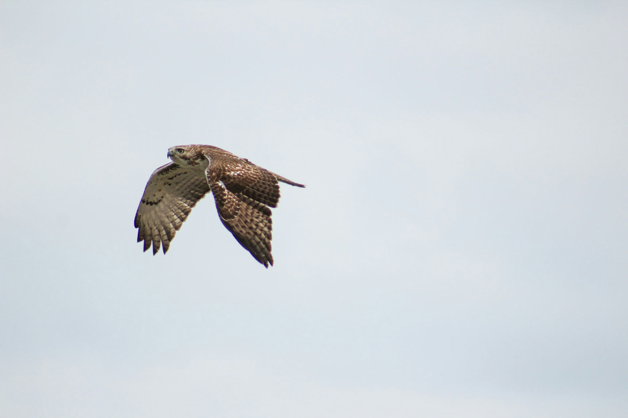 Red-tailed hawk