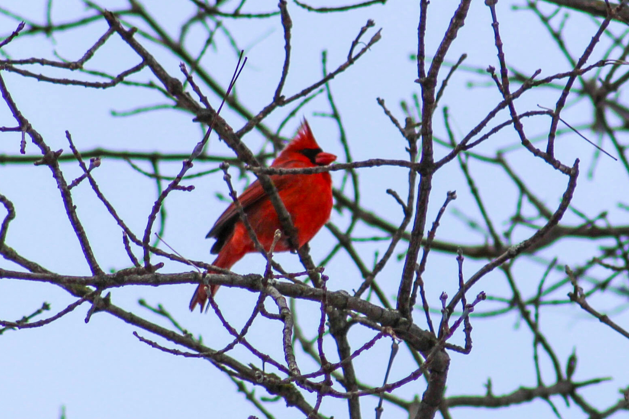 Male cardinal