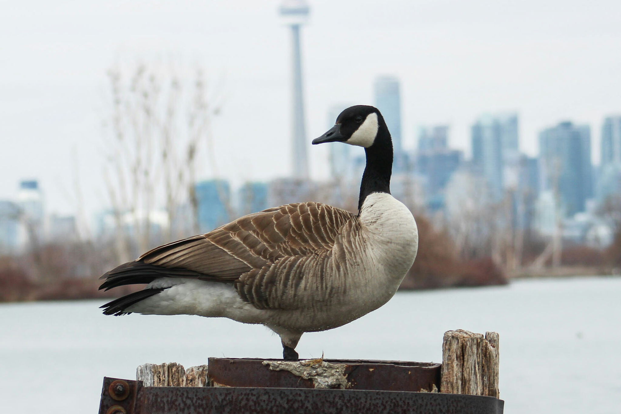 Canada goose