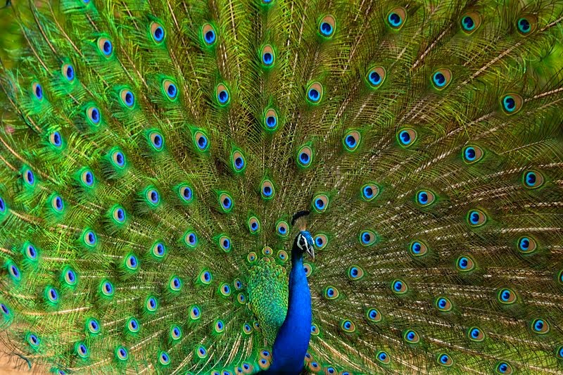 bird of india.jpg