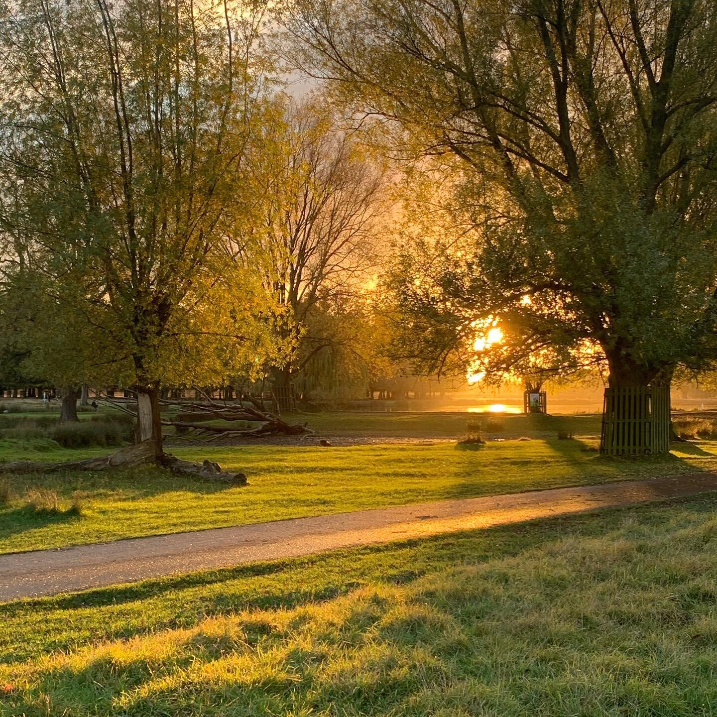 Warm evenings in Bushy Park with the boy!