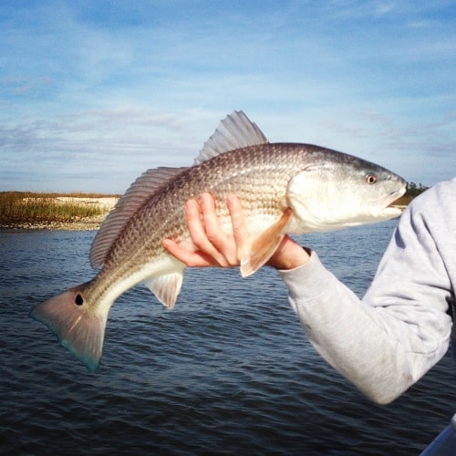Redfish