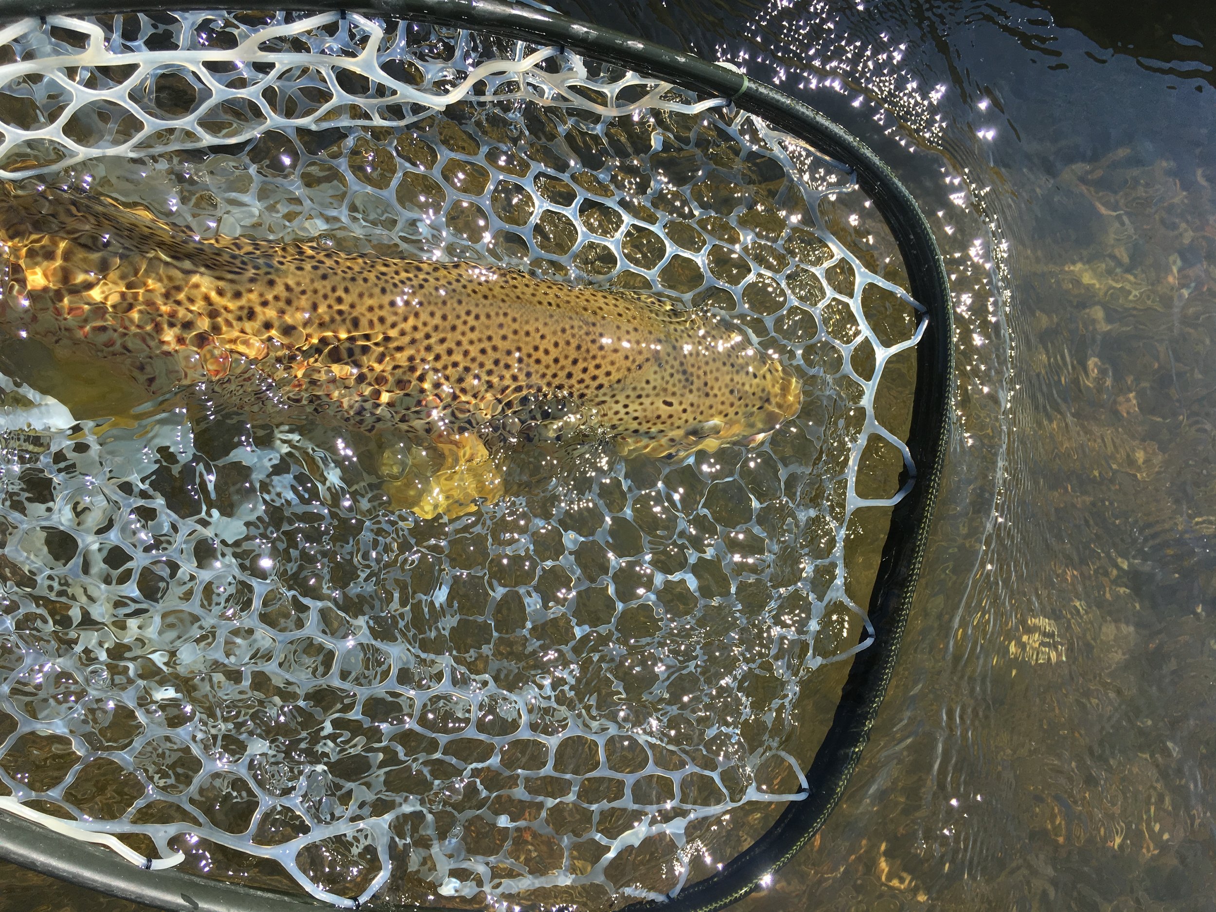 Madison River Brown Trout caught on a Dry Fly
