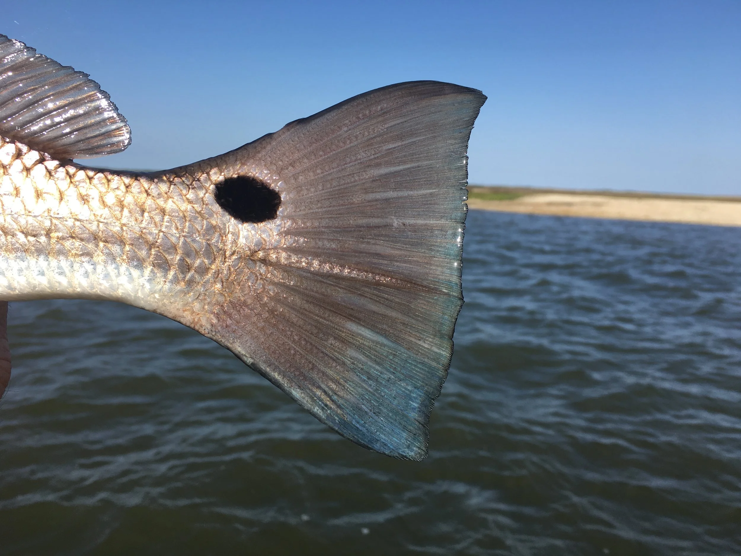 redfishtail.jpg