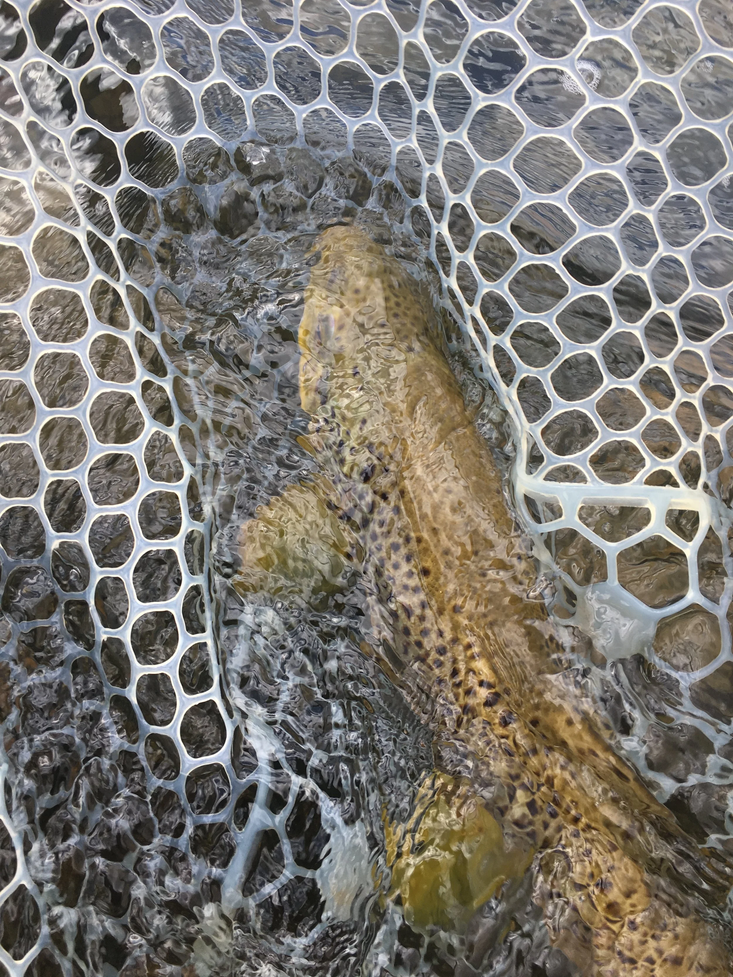 madison-river-brown-trout.jpg