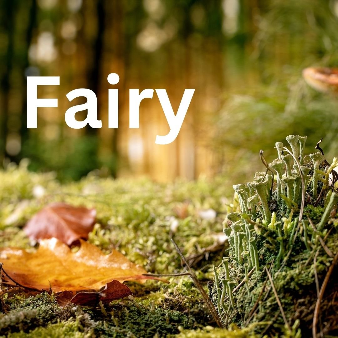  Fairy Camp is BACK! Join us as we enter a lovely world where fairy magic abounds. Fairy crafts, fiary gardens, and lots of dressups; even a fairy tea party!&nbsp;  June 17-21  10am-12pm  Ages 4-8 