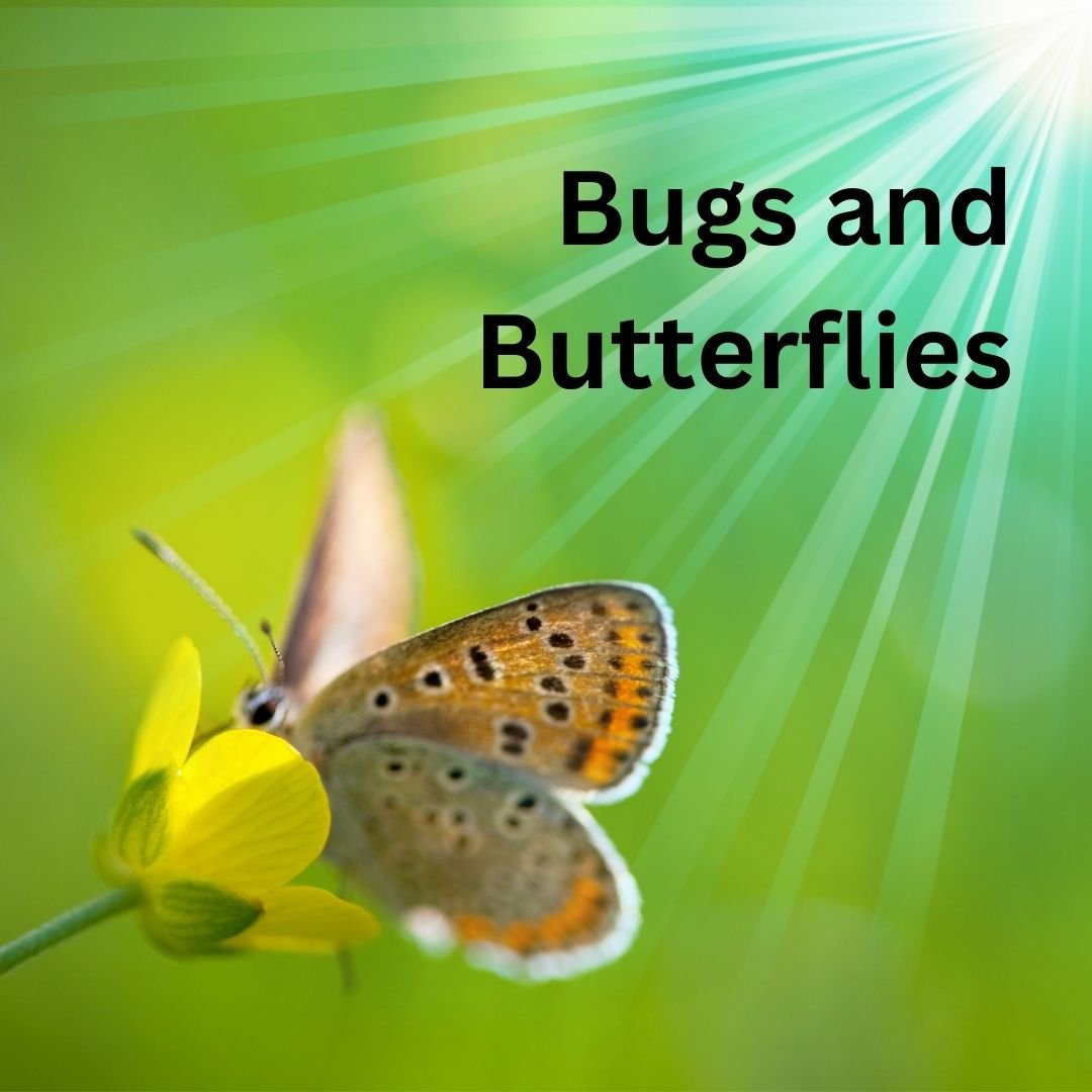  Delve into the world of bugs and butterflies!&nbsp; Through literacy, we will visit the world of many famous creatures, and then create artwork to showcase their beauty and uniqueness.&nbsp;  June 17-21  1:00-4:00  Ages 6-11 