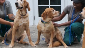 Owning a Golden Retriever