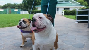 Owning a Bulldog