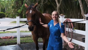 How to Give a Horse a Bath