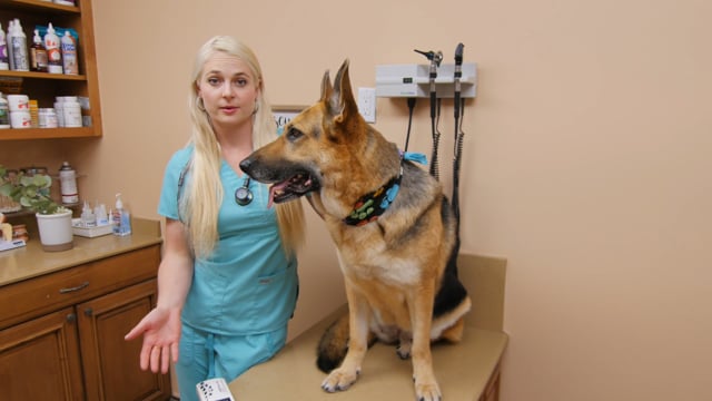 3 Reasons Why You Should Microchip Your Dog