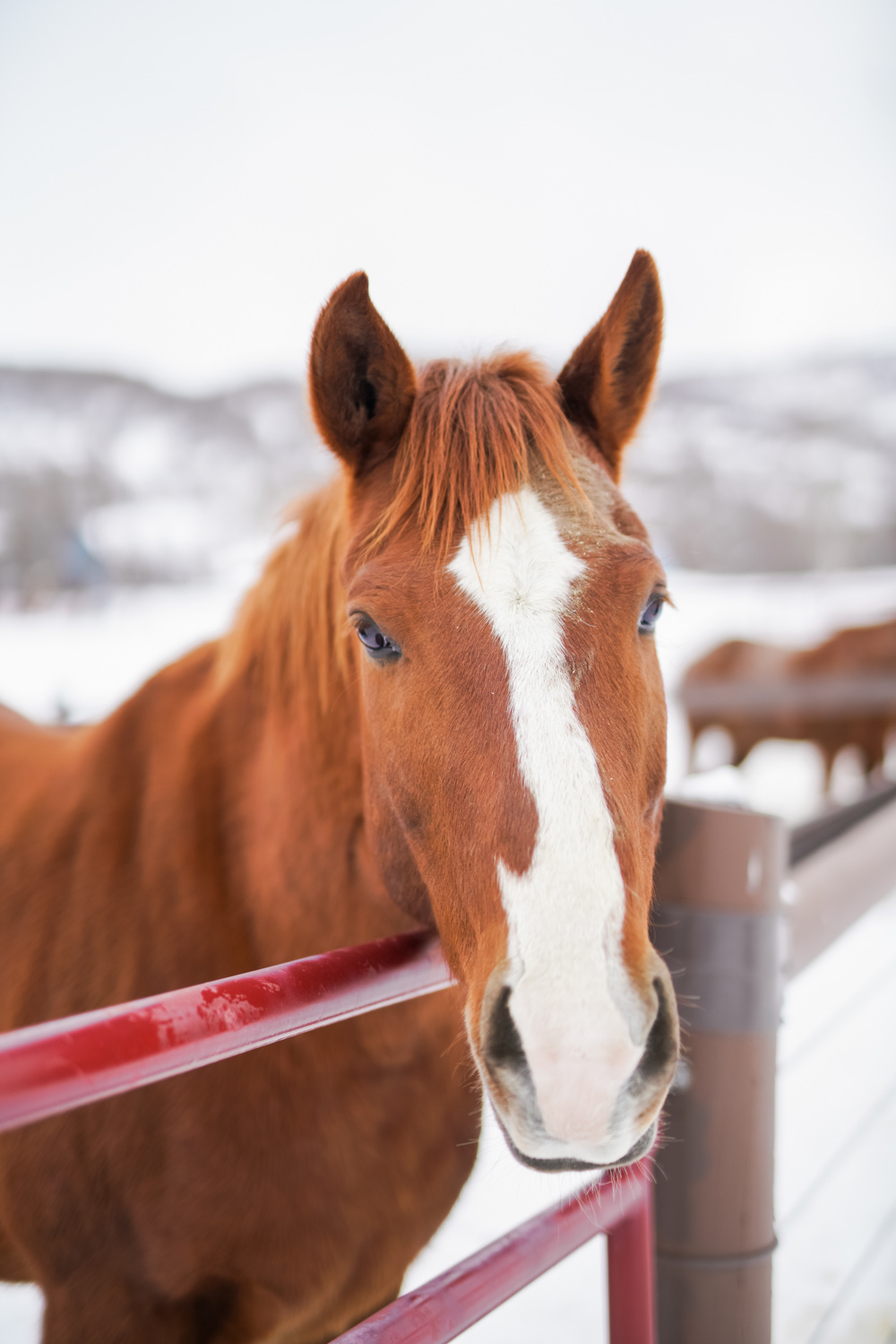 Classic Winter Wedding | Utah Winter Wedding | Blue Sky Ranch Wedding | Michelle Leo Events | Utah Event Planner and Designer | Gideon Photography