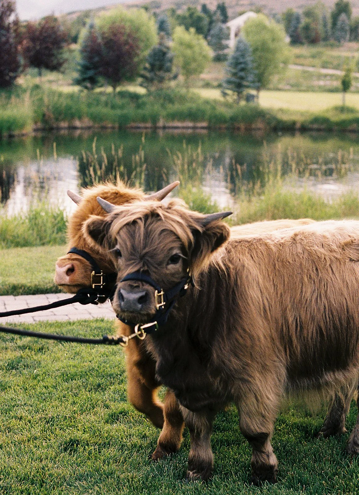 An adorable Highland cow joins the festivities at a Western-chic wedding welcome party at River Bottoms Ranch in Utah. This unique animal encounter was part of a luxury destination wedding weekend planned and designed by Michelle Leo Events, featurin