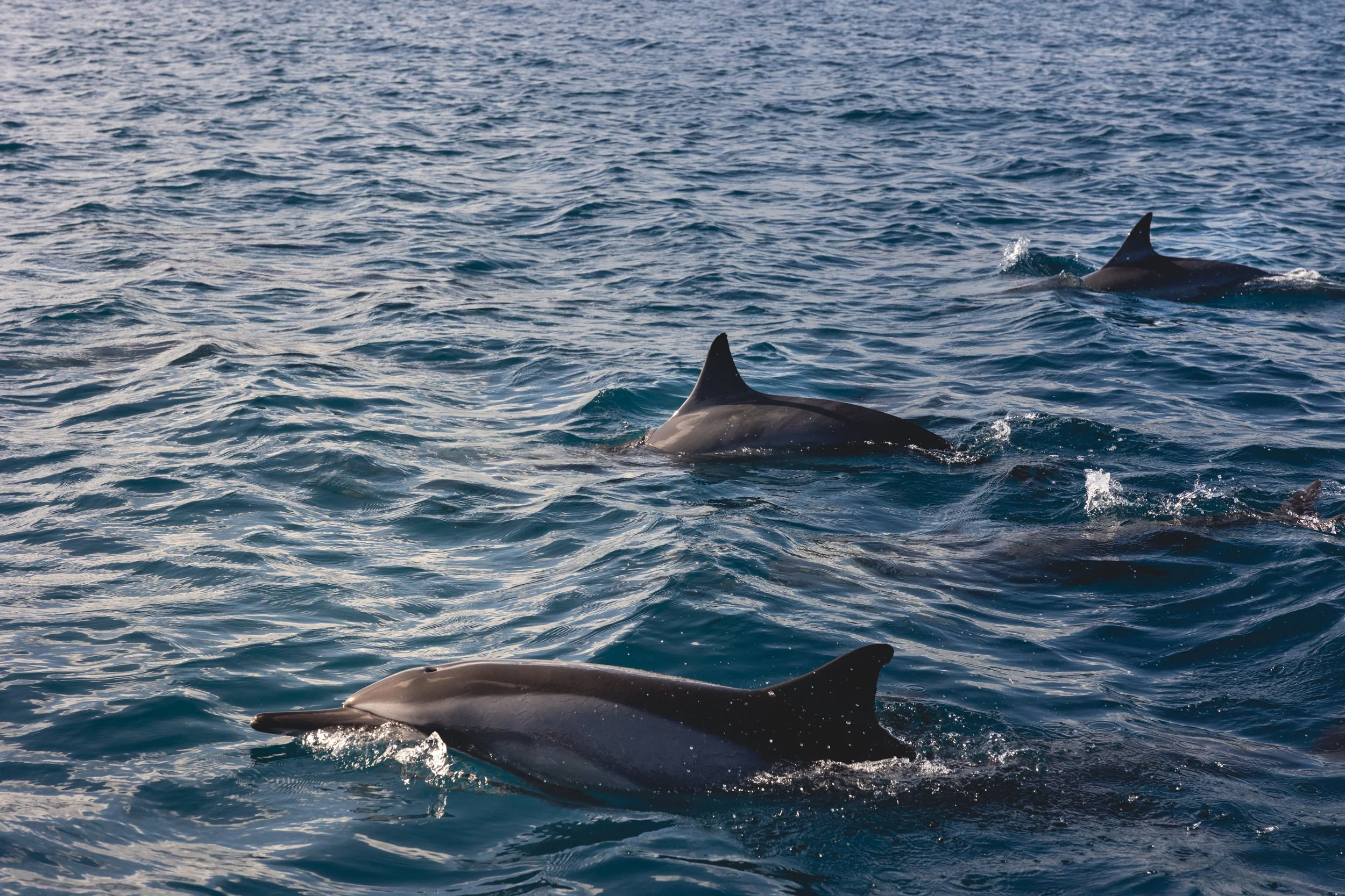 île maurice.2022.12-43.jpg