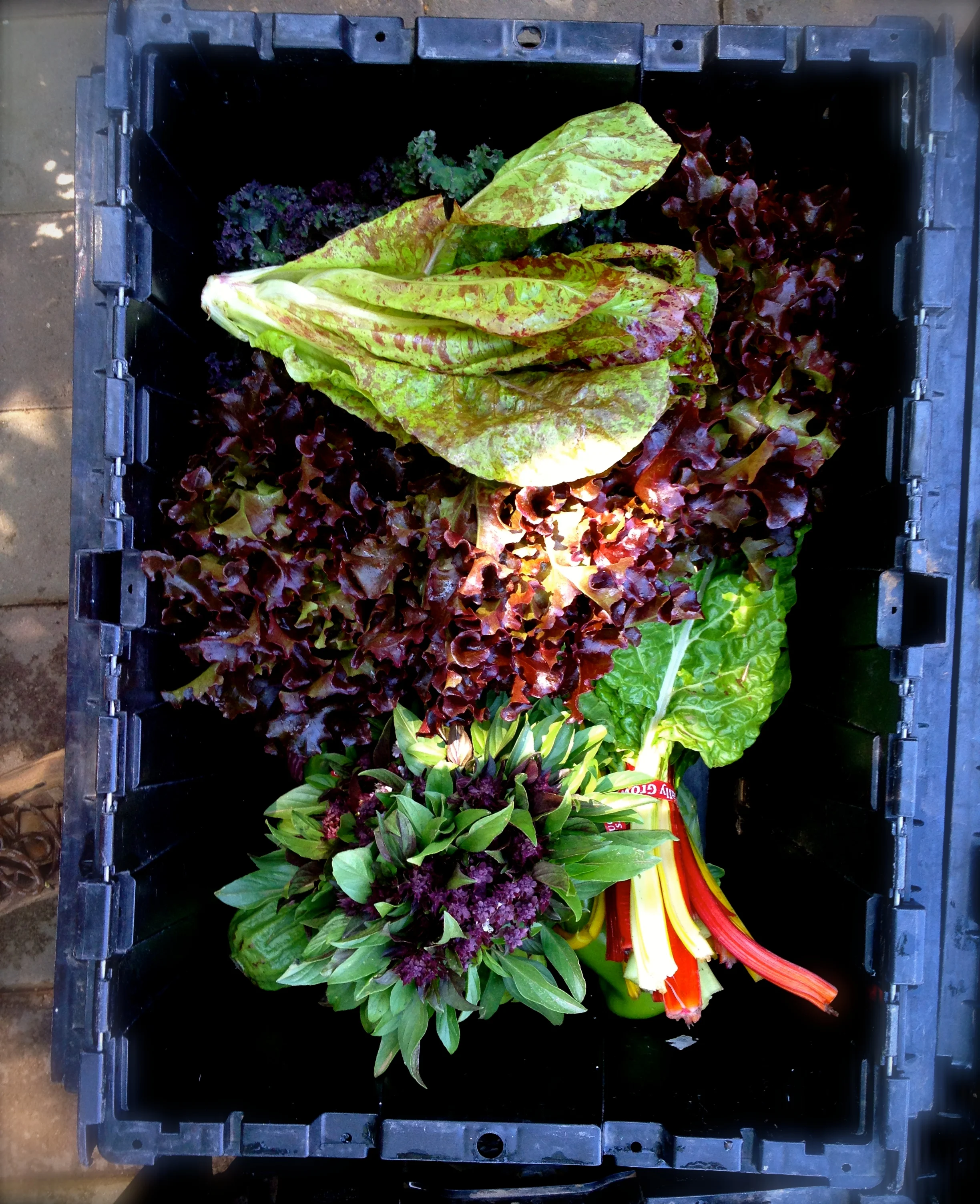 CSA Box