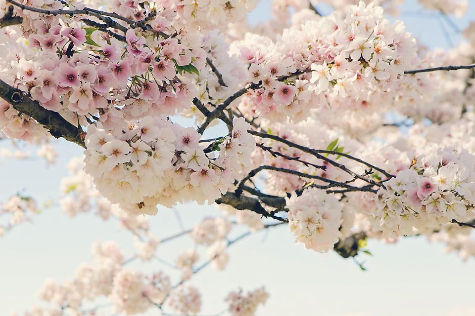 blossom.jpg
