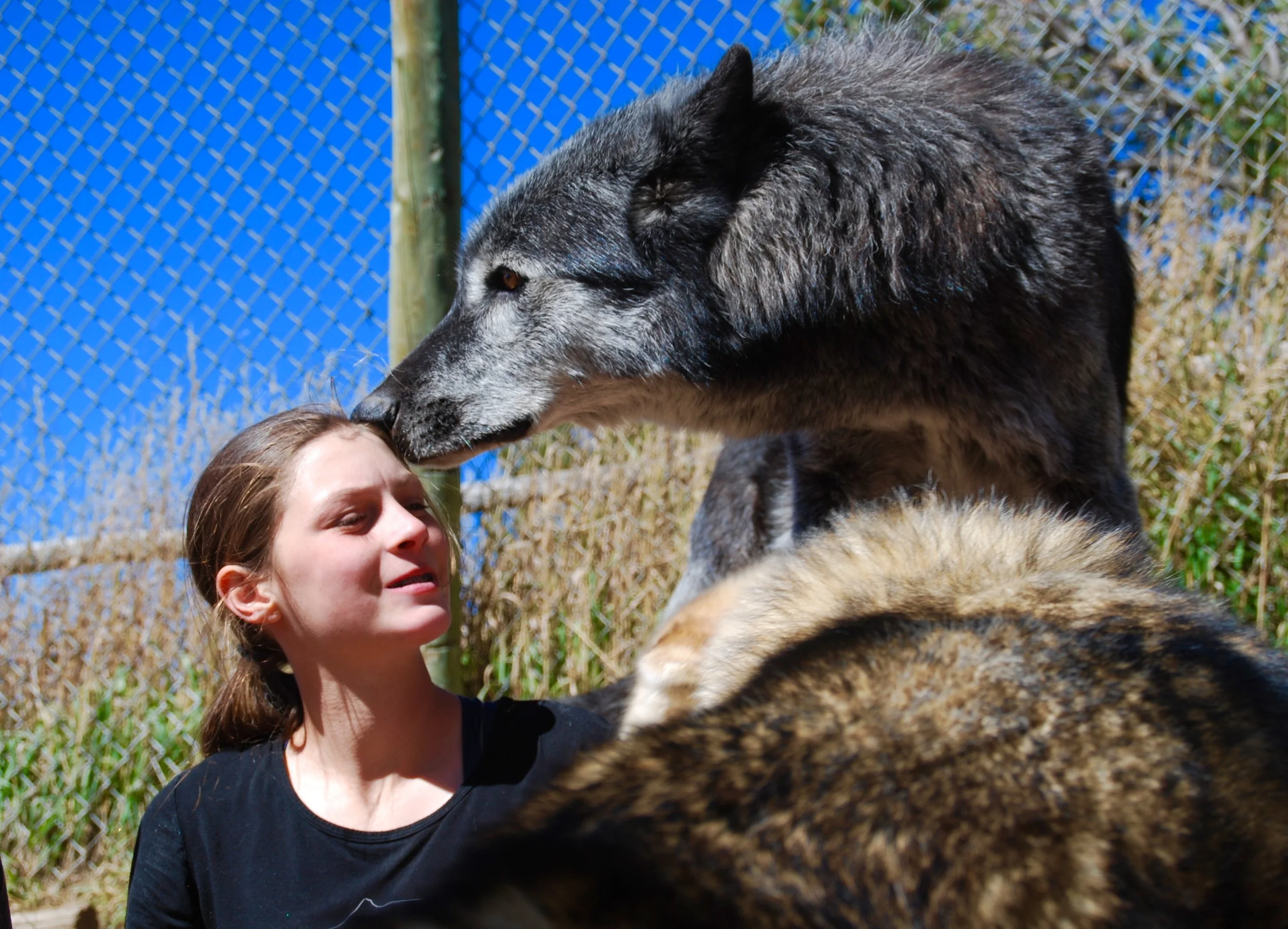 Learning to connect with the wolves at Mission:Wolf in Westcliff, CO. which we visit every fall.