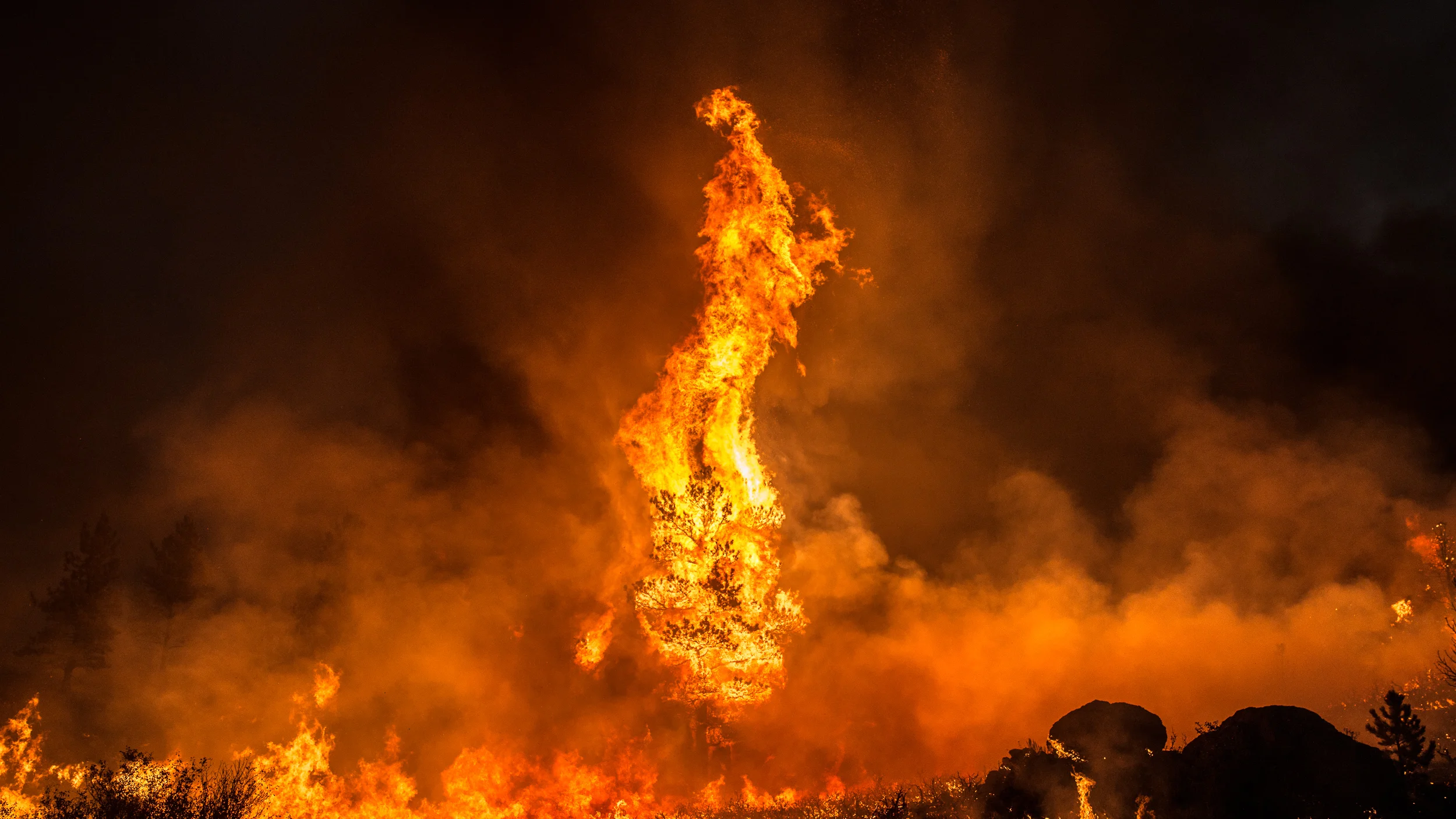 A pine tree torches during the Britannia Mountain fire on August 31st, 2018.