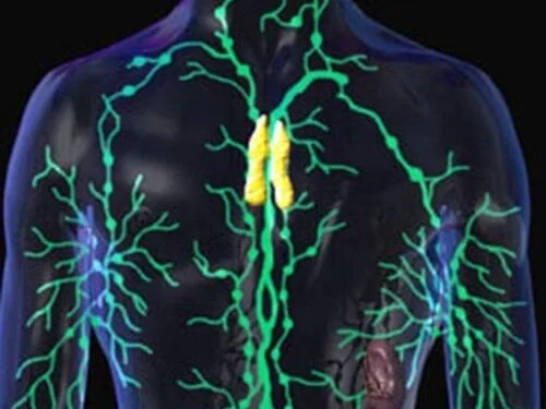 lymphatic_system.jpg