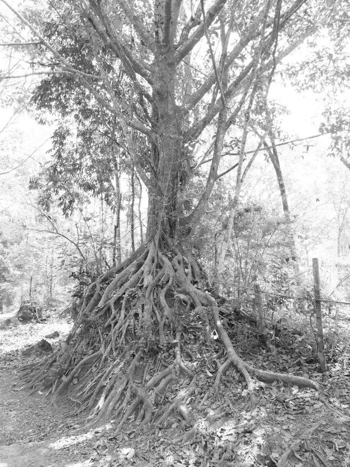 ROOTS: the part of a plant that attaches it to the ground or to a support, typically underground, conveying water and nourishment to the rest of the plant via numerous branches and fibers.