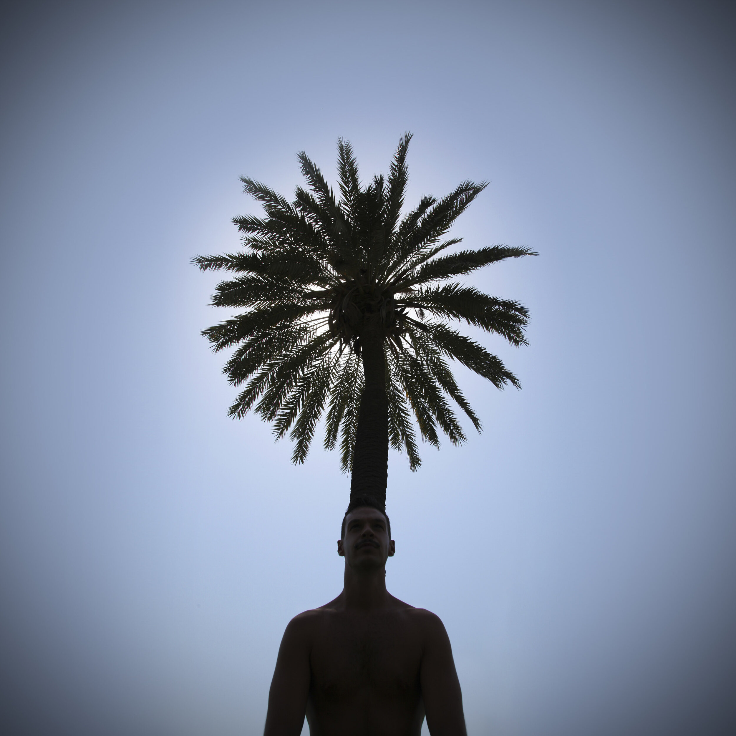 PASHIAS_PalmTree_Thumbnail.JPG