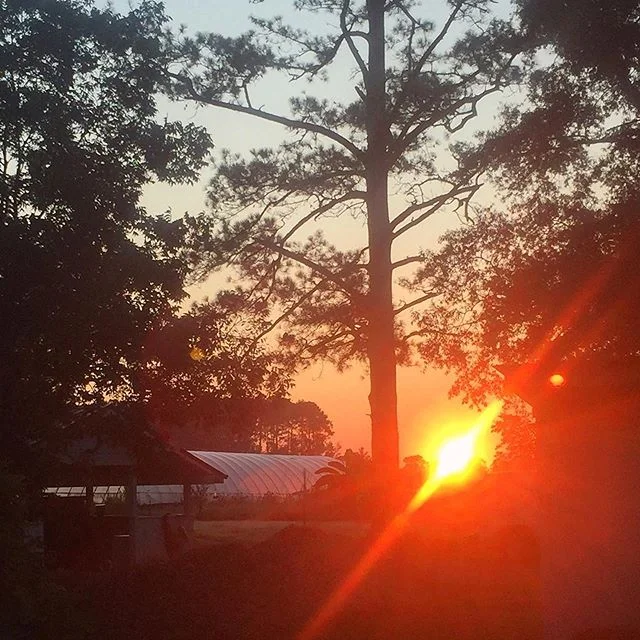 Itβs going to be a beautiful day!
Do good.
#sunrise #farm #fatradishfarm