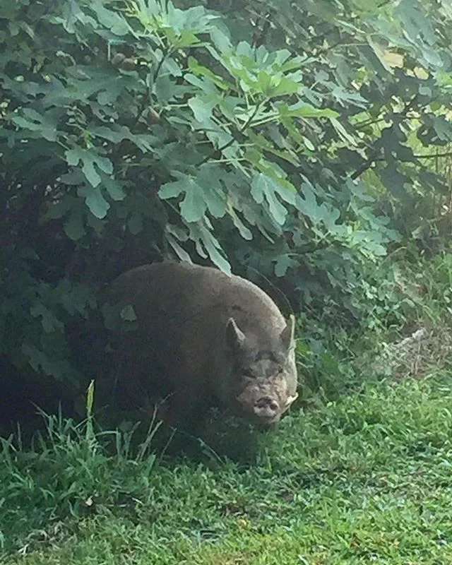 #FigPig Thank goodness Rhonda canβt jump! She just eats the figs that fall. π π· π½
#organic #farm #pig #regenerativeagriculture #forage #fig #fatradishfarm #frf
