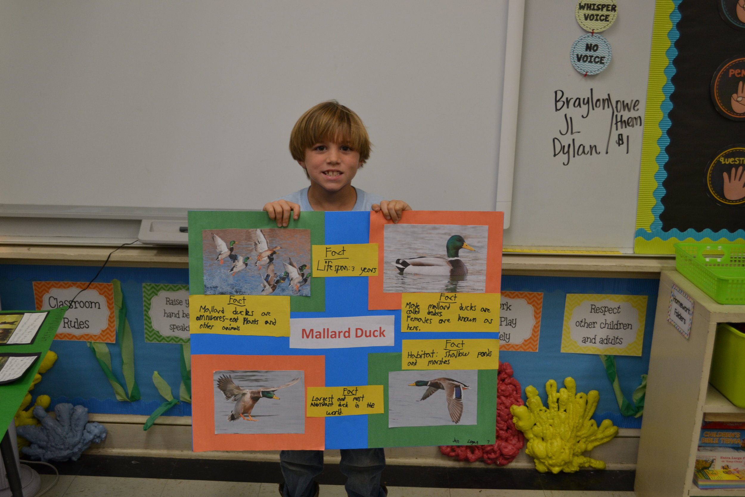 2nd grade animal poster project — PRESBYTERIAN DAY SCHOOL