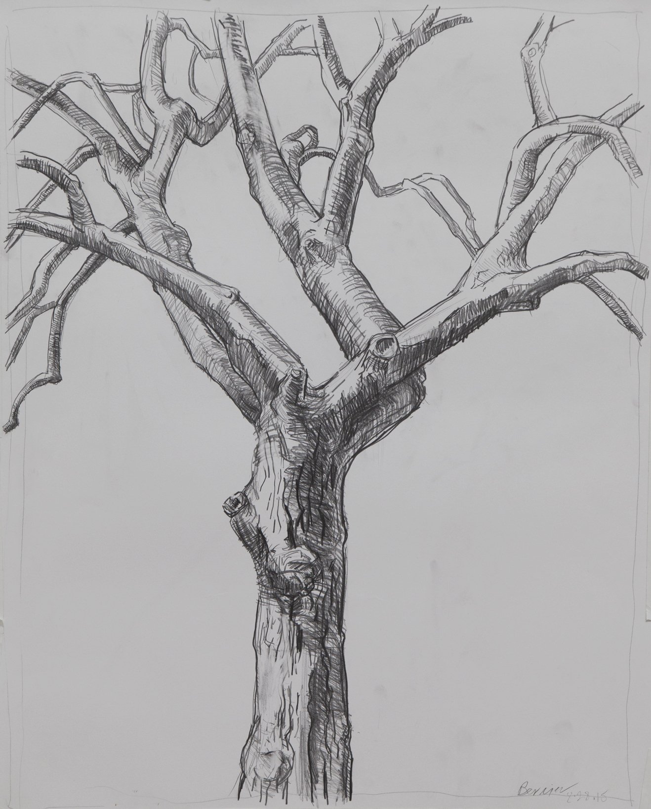    Red Maple, Bare,   graphite, 24 x 19 in, 2016 