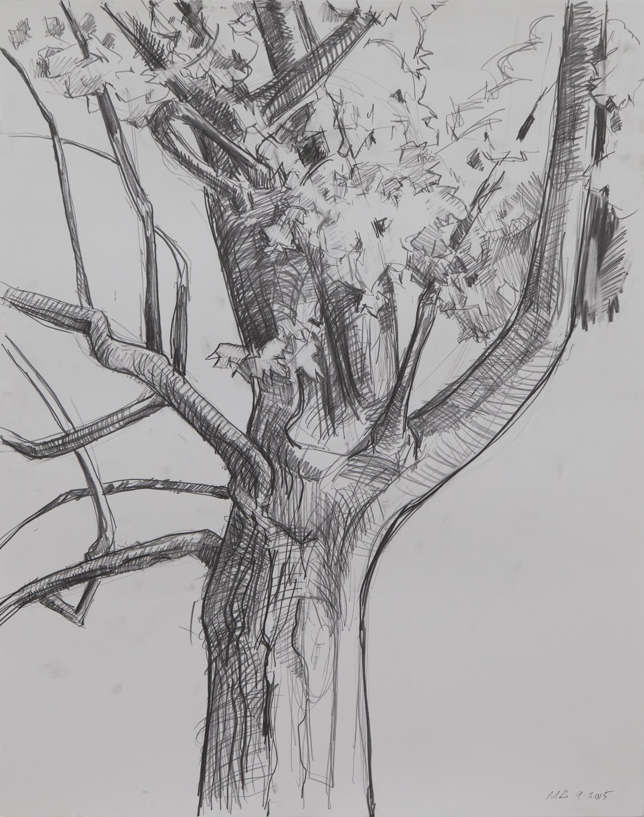    Red Maple, Fall,   graphite, 24 x 19 in, 2016 