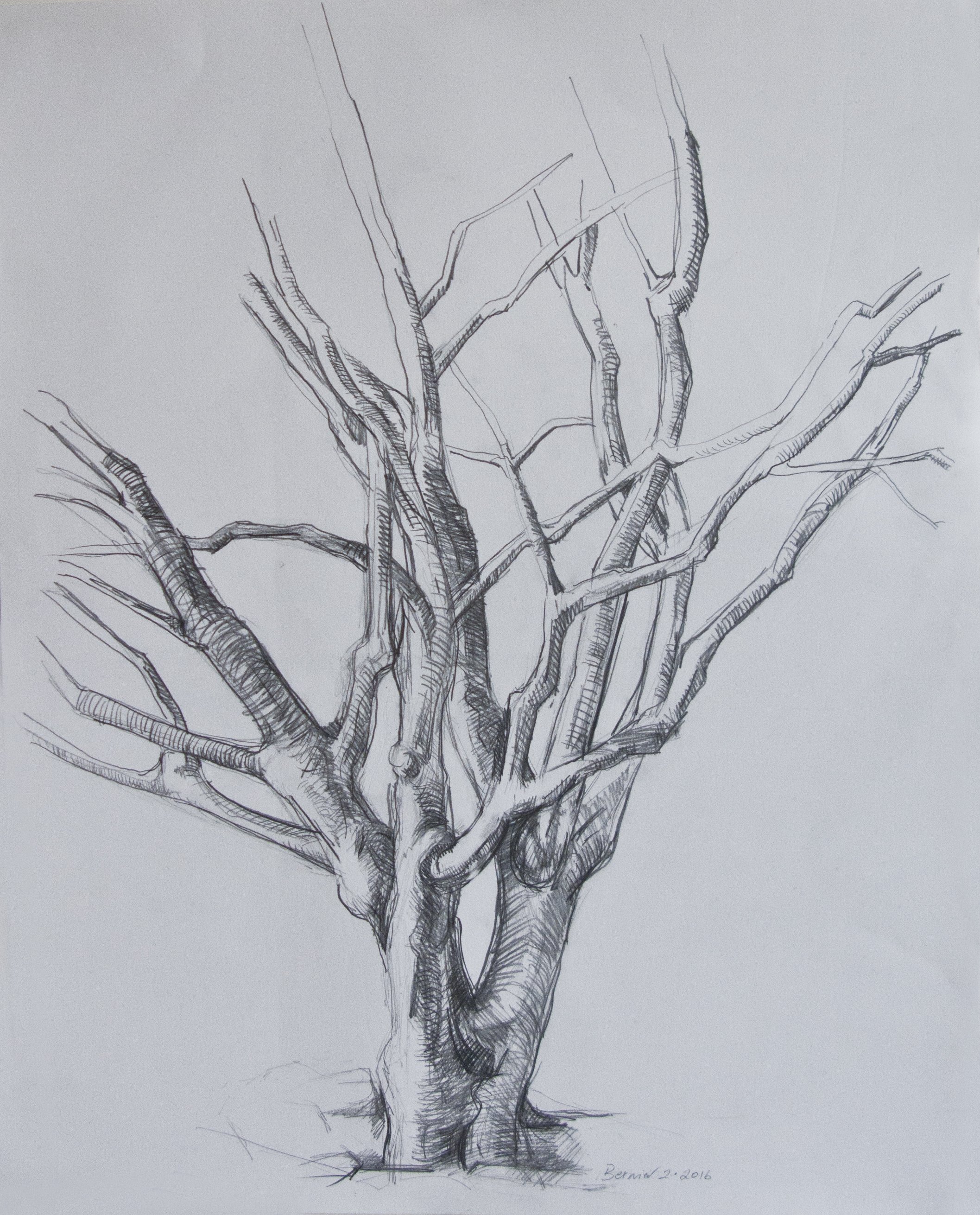    Japanese Maple,   graphite, 24 x 19 in, 2016 