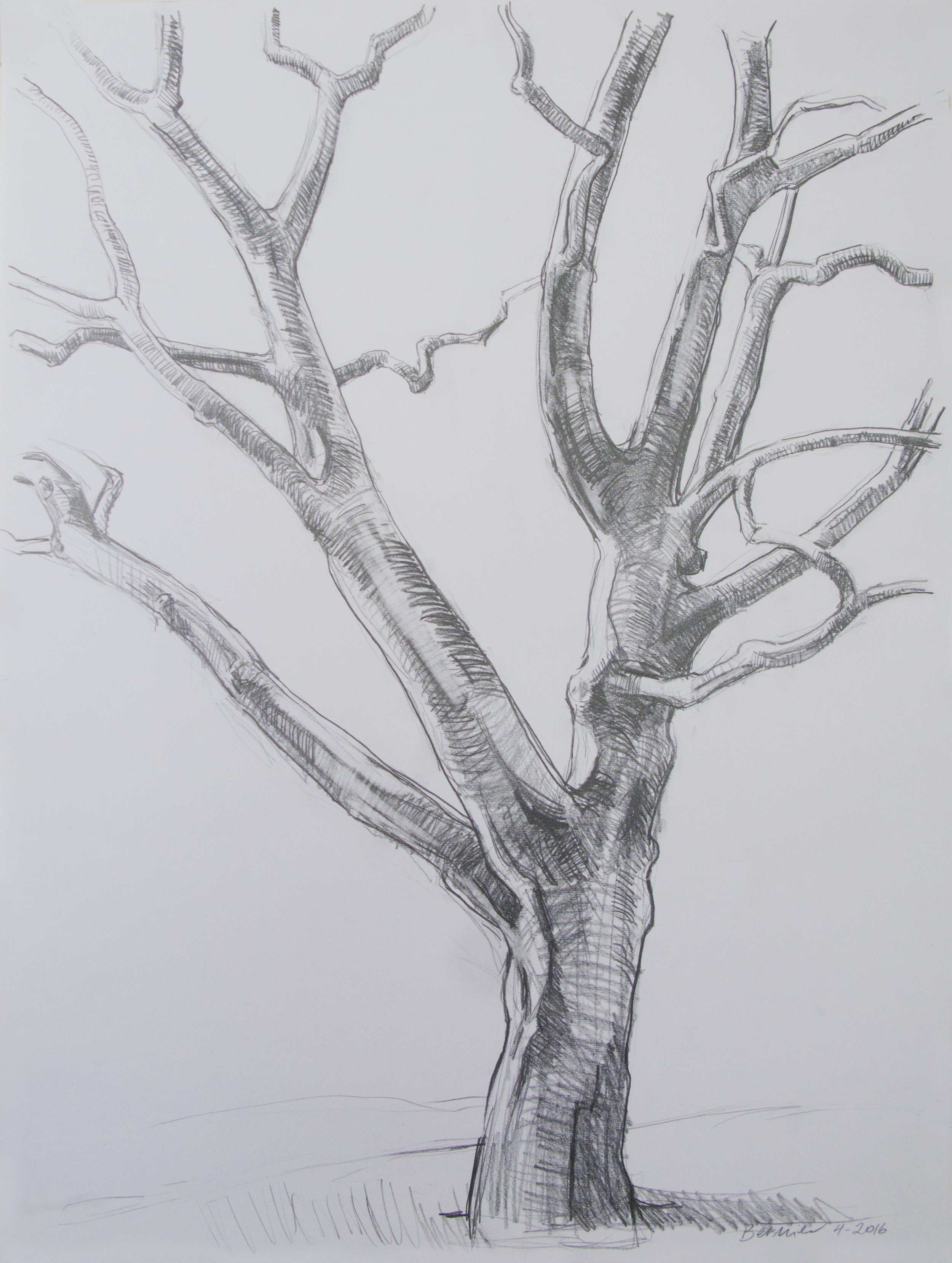    Riverside Park Tree,   graphite, 24 x 19 in, 2016 