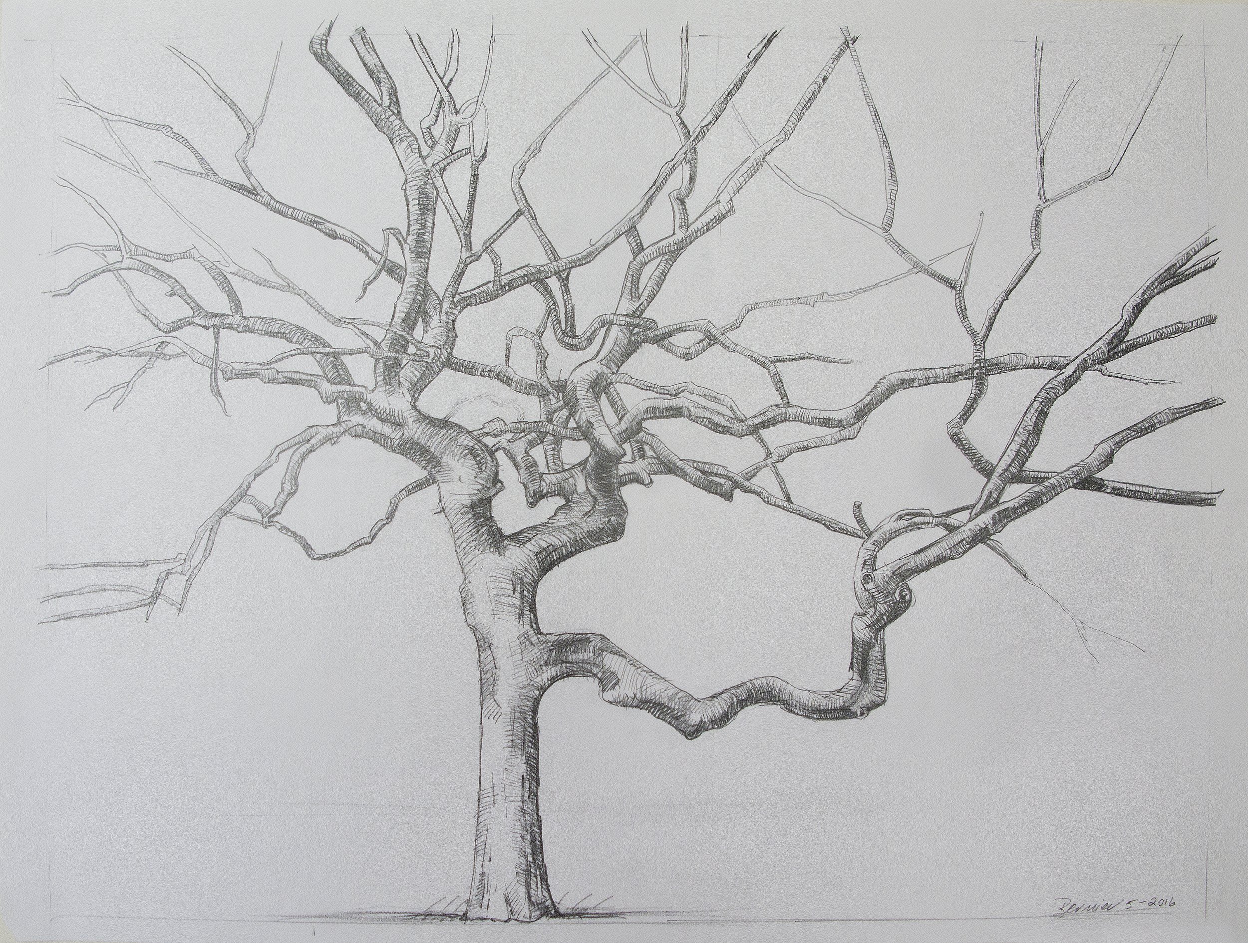    Central Park Tree,   graphite, 19 x 24 in, 2016 