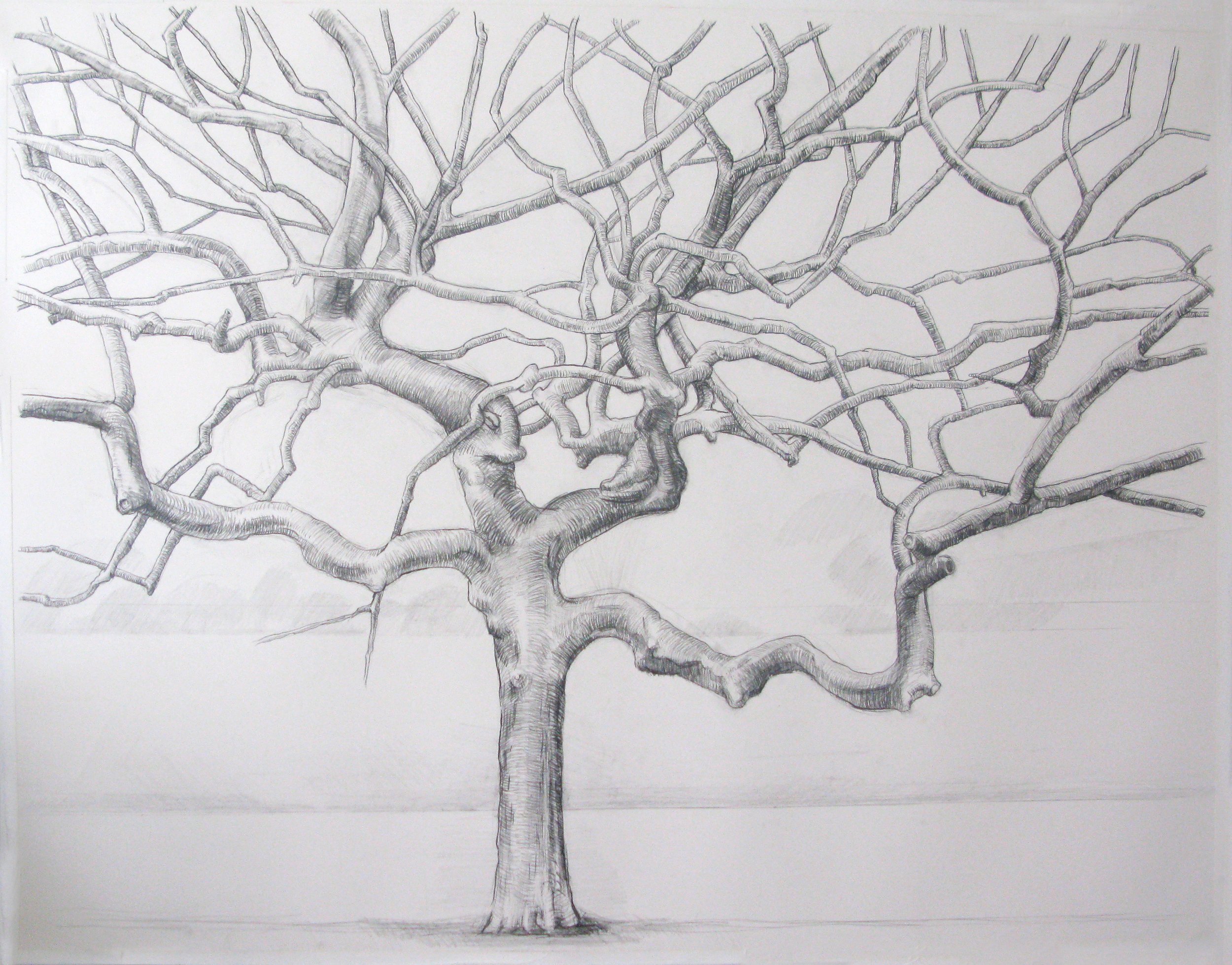    Central Park Tree, extra limb,   graphite, 45 x 35 in, 2016 